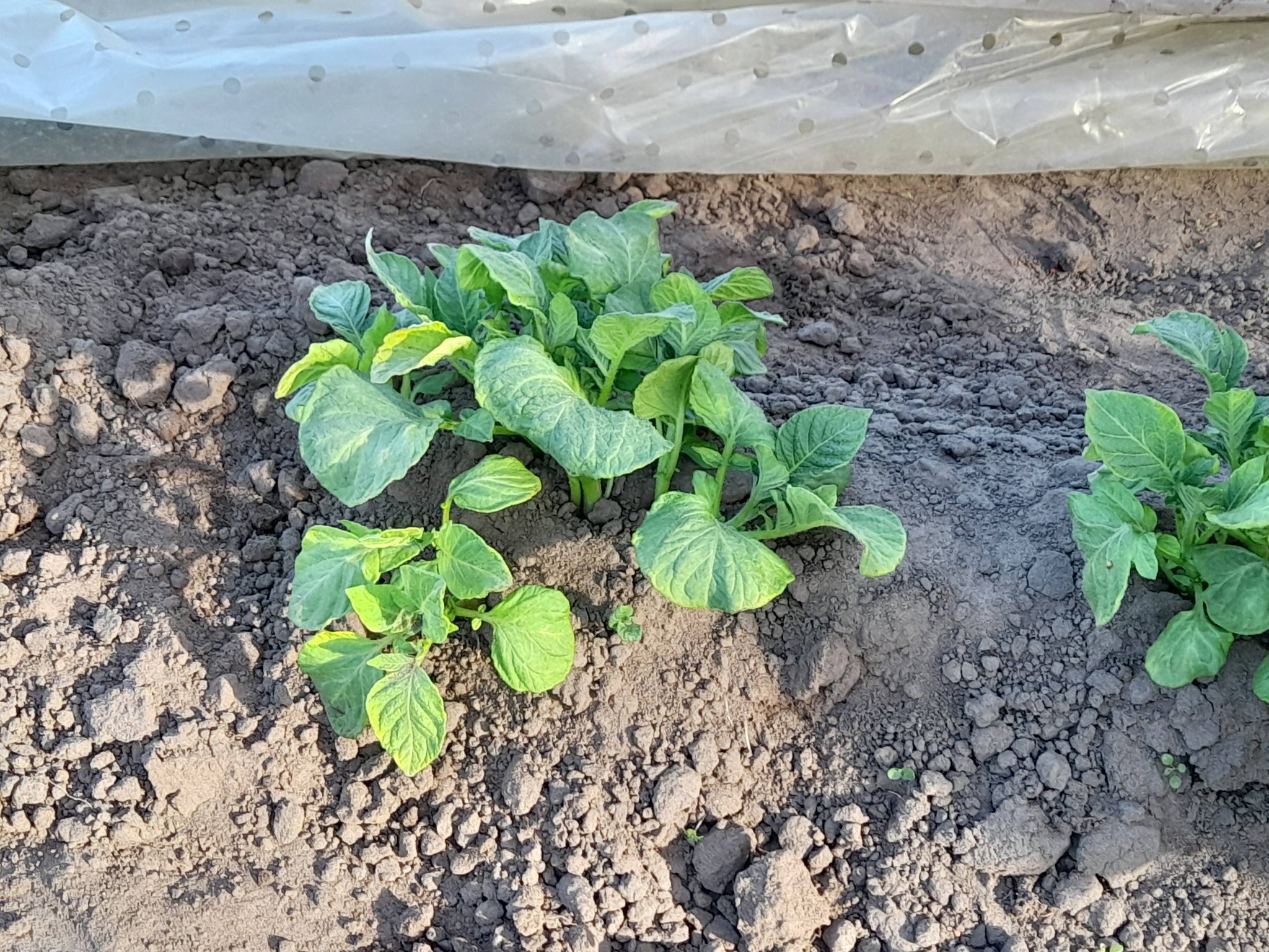 Jonge aardappels 2026 op het land bij Boerderijwinkel Lensink Aardappelen Aalten